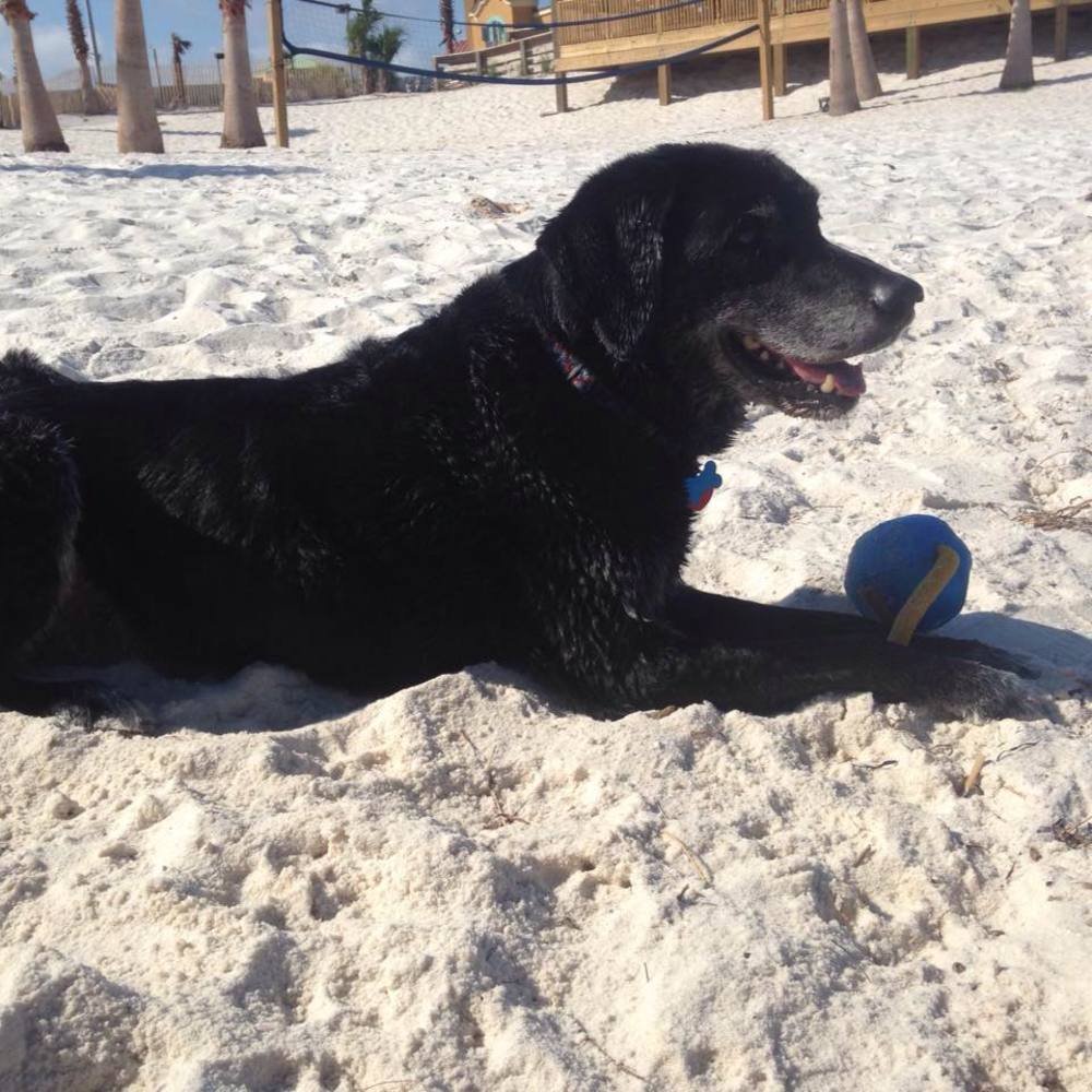 Meet your Posher, Julie